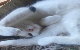 Mixed Breed cats for sale: Little girl cat looking for home - Image 3