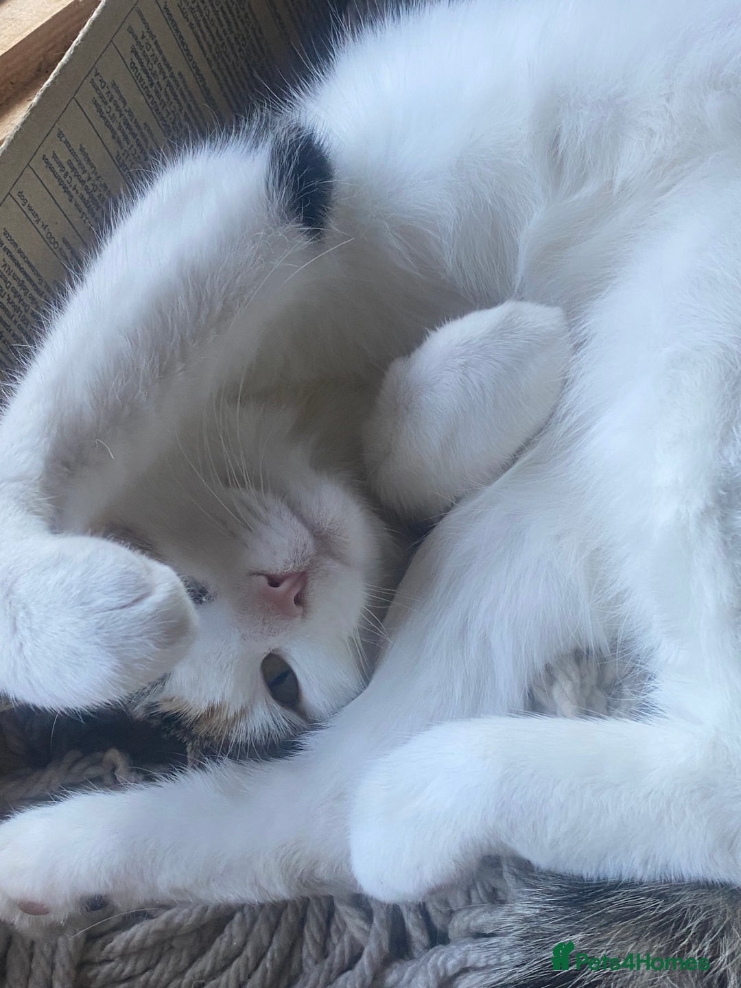 Mixed Breed cats for sale: Little girl cat looking for home - Image 3