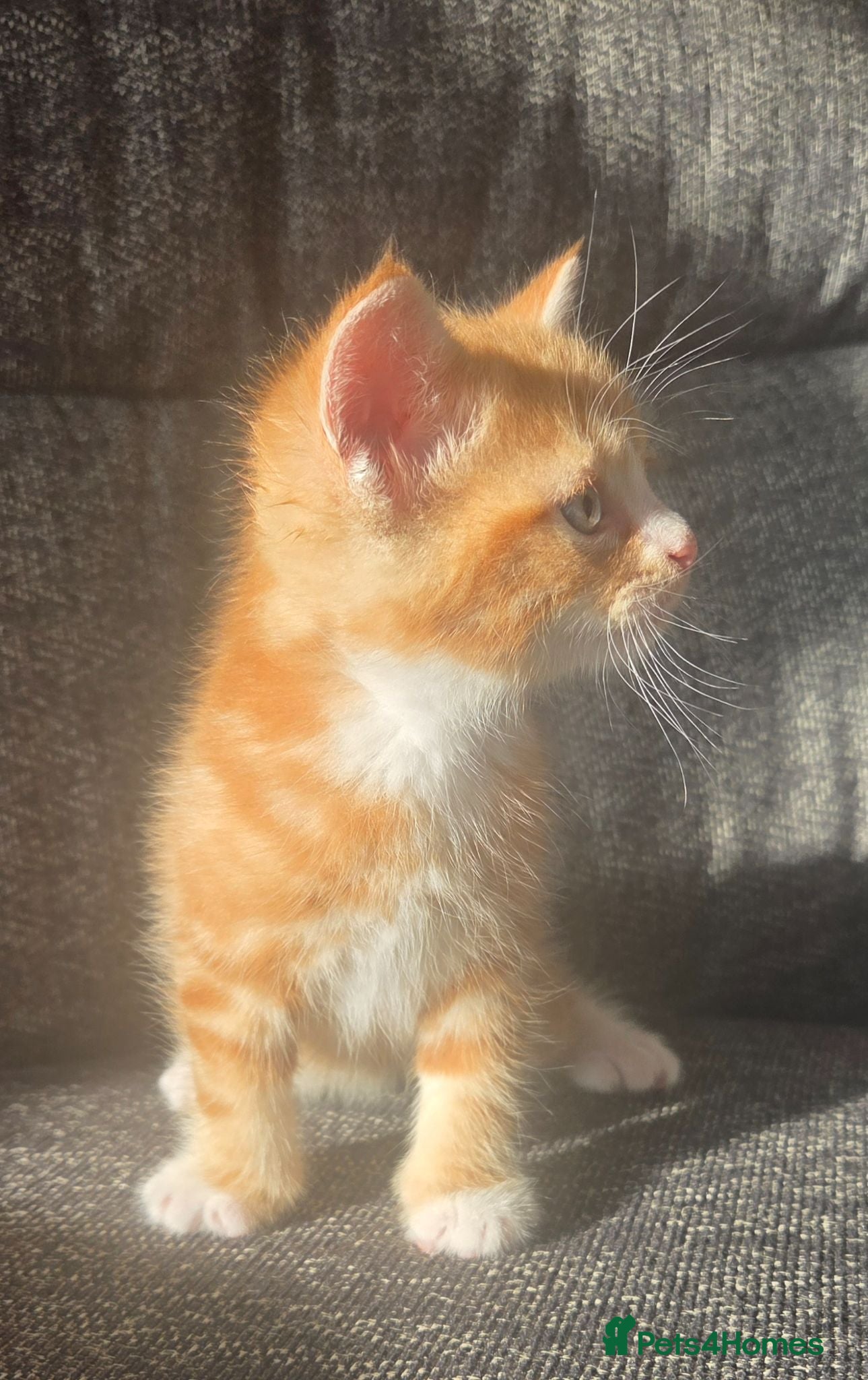 Mixed Breed cats Gorgeous cuddly kittens  - Advert 3