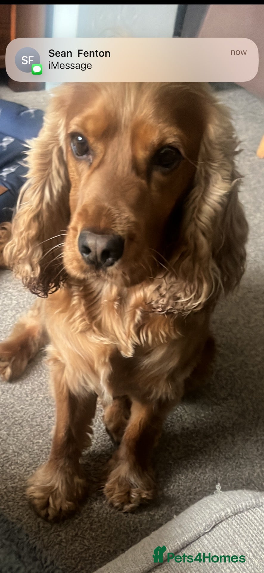 Cocker Spaniel dogs Proven male cocker spaniel  - Advert 14