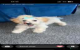 Maltipoo dogs for sale: 🐾 Adorable Maltipoo Puppies 🐾  - Image 11