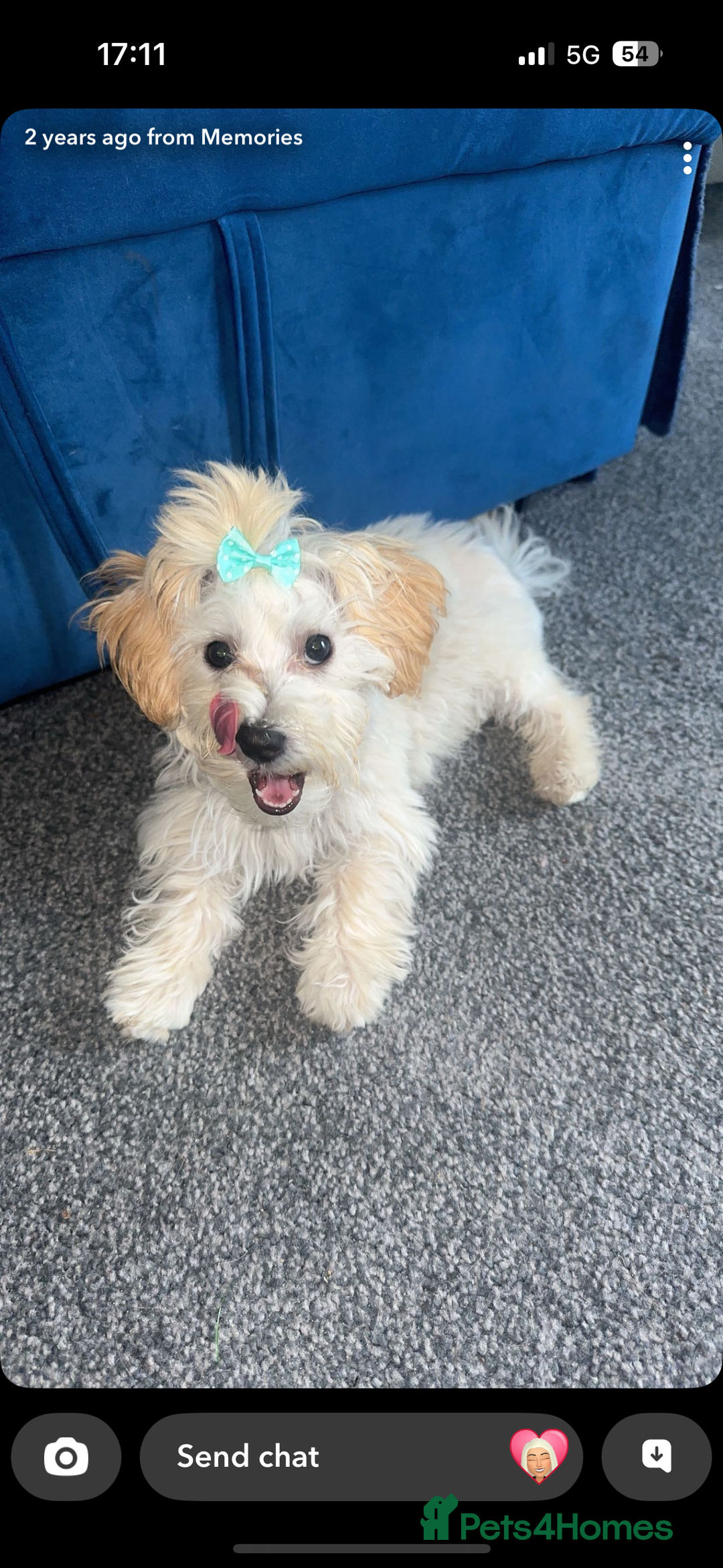 Maltipoo dogs for sale: 🐾 Adorable Maltipoo Puppies 🐾  - Image 11