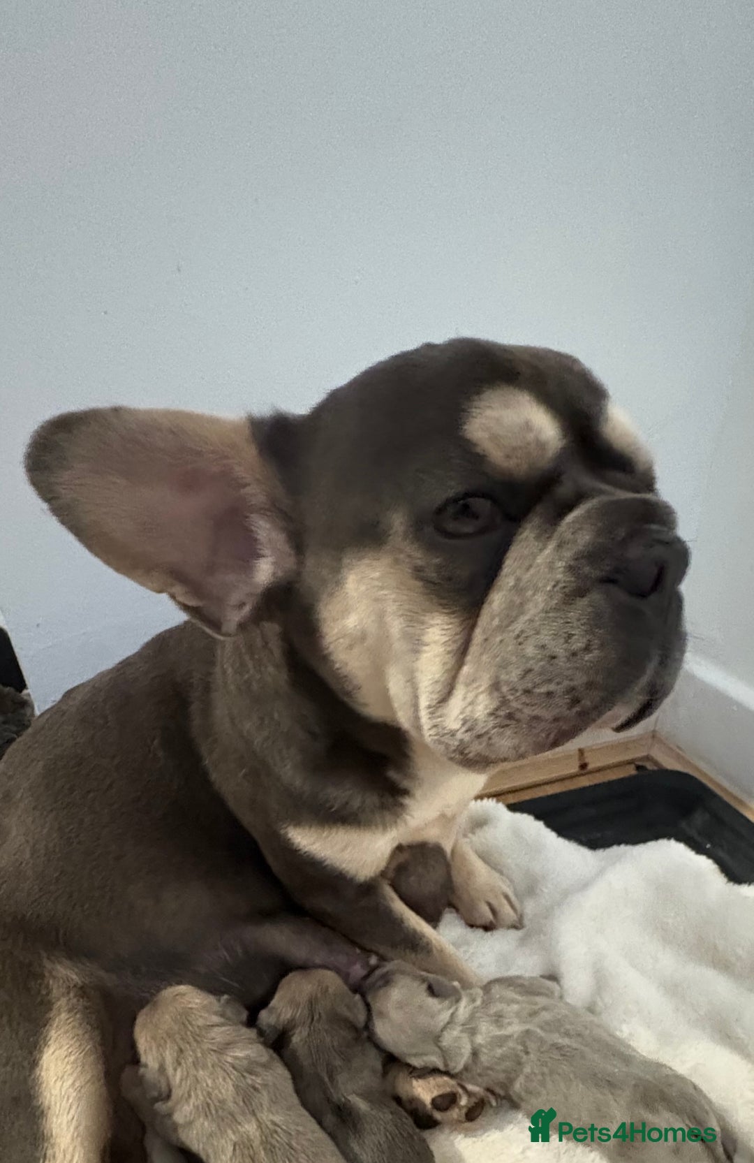 French Bulldog dogs for sale:  **  French bulldog puppies  - Image 1
