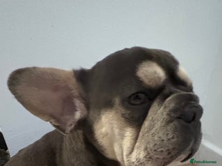 French Bulldog dogs - Advert 1