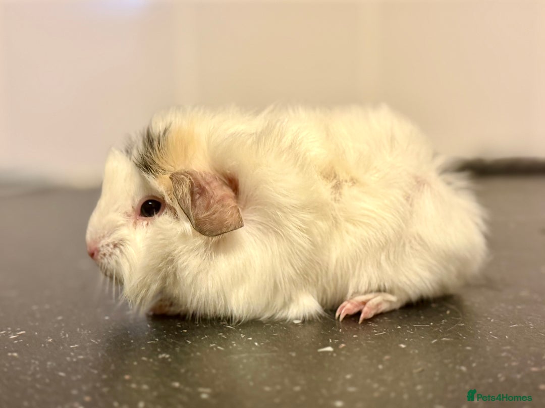 Guinea Pig rodents for sale: Boys and girls  - Image 5