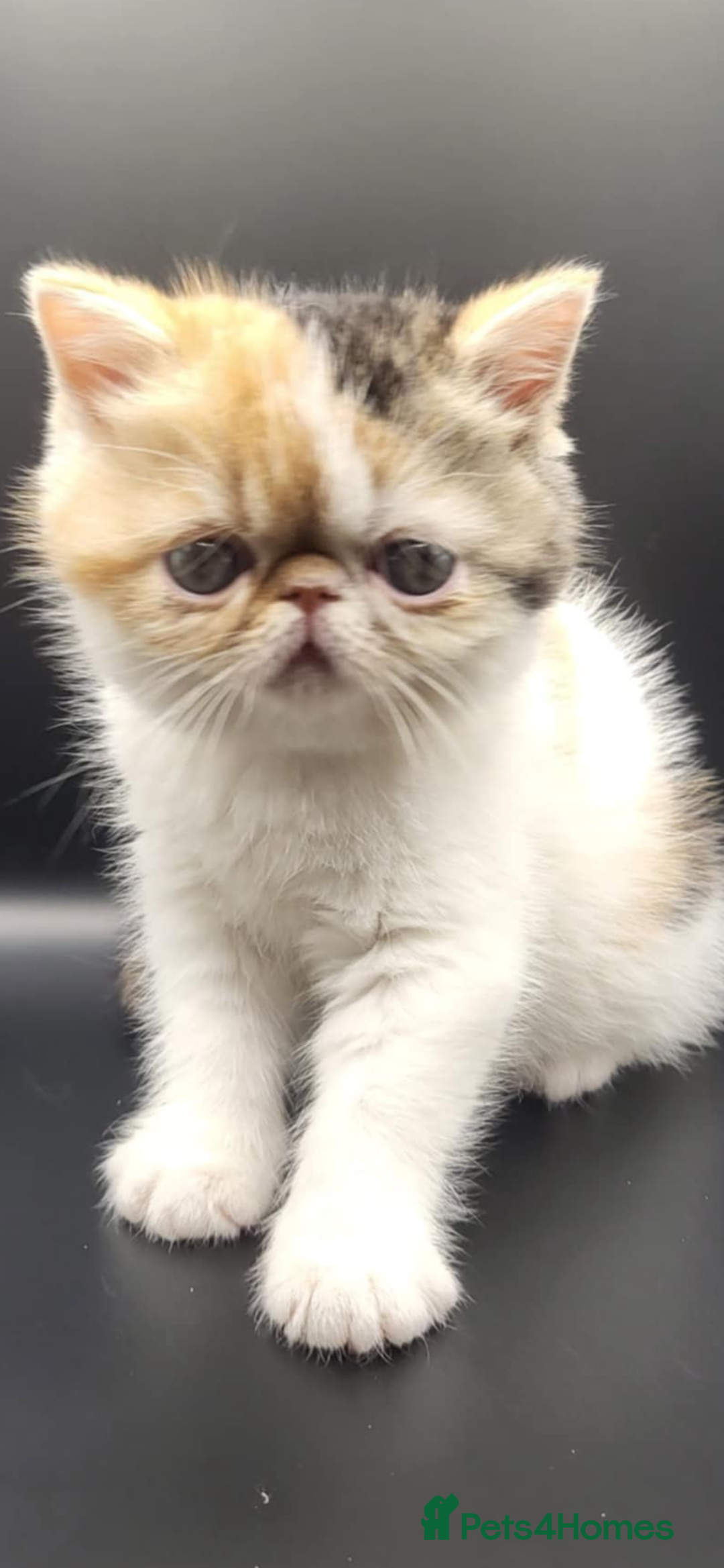 Exotic cats for sale: Exotic kittens  - Advert 18