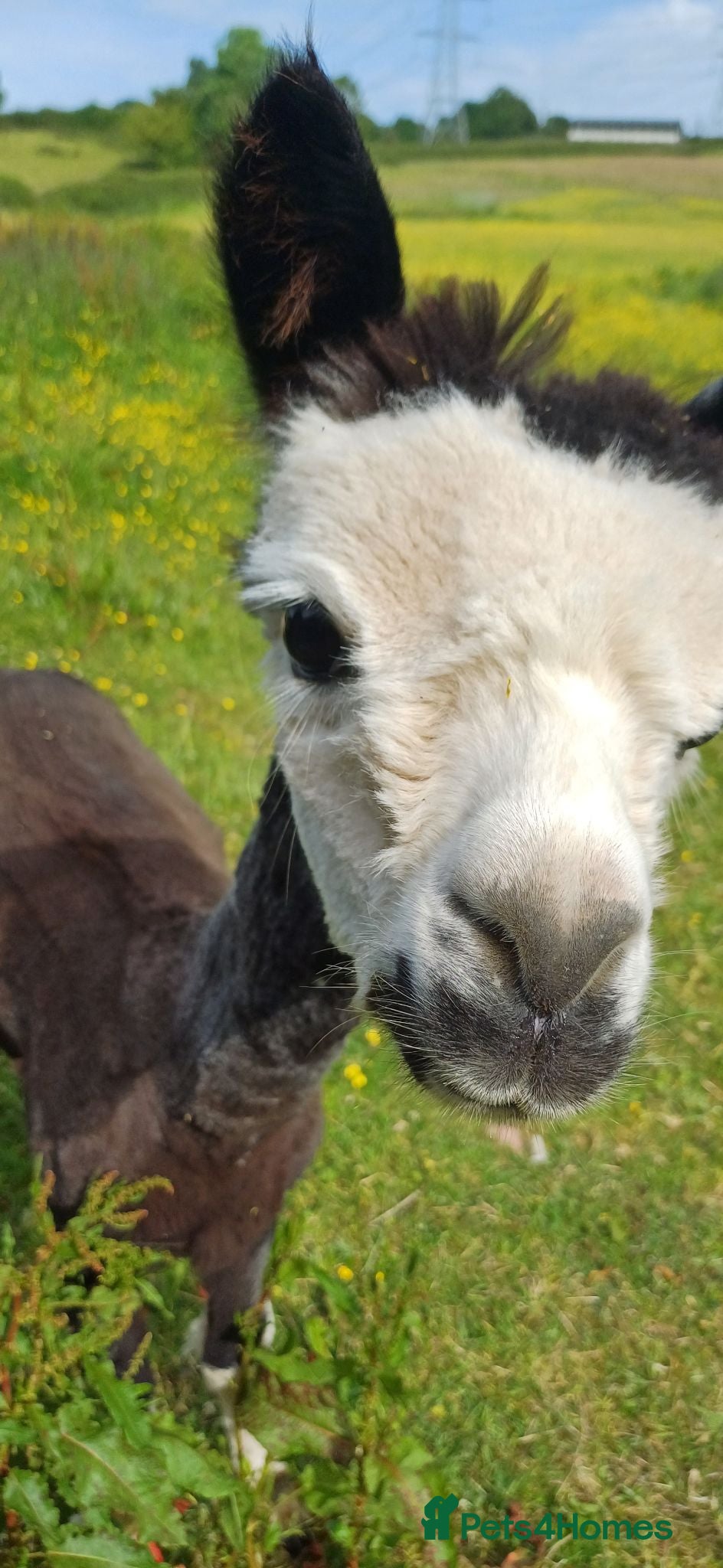 Alpaca livestock Stunning entire male alpaca for sale - Advert 1