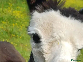 Alpaca livestock Stunning entire male alpaca for sale - Advert 1