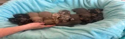 Miniature Dachshund dogs for sale: miniture dachshund puppies!! - Advert 9