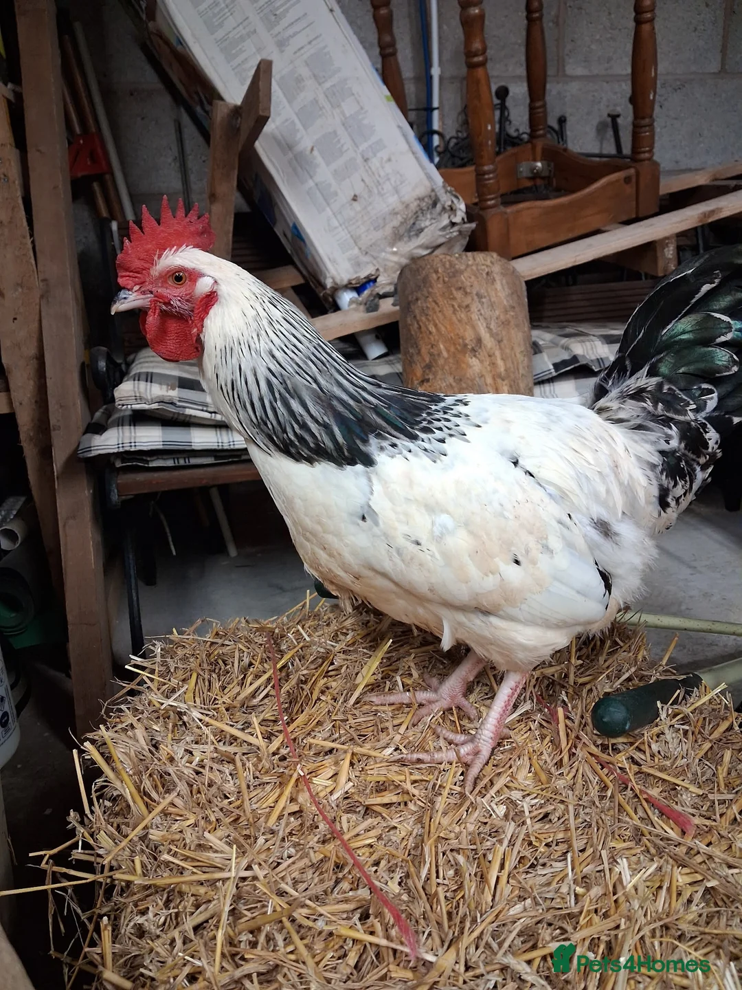 Chickens poultry for sale: Sussex rooster  in Bedworth - Advert 2