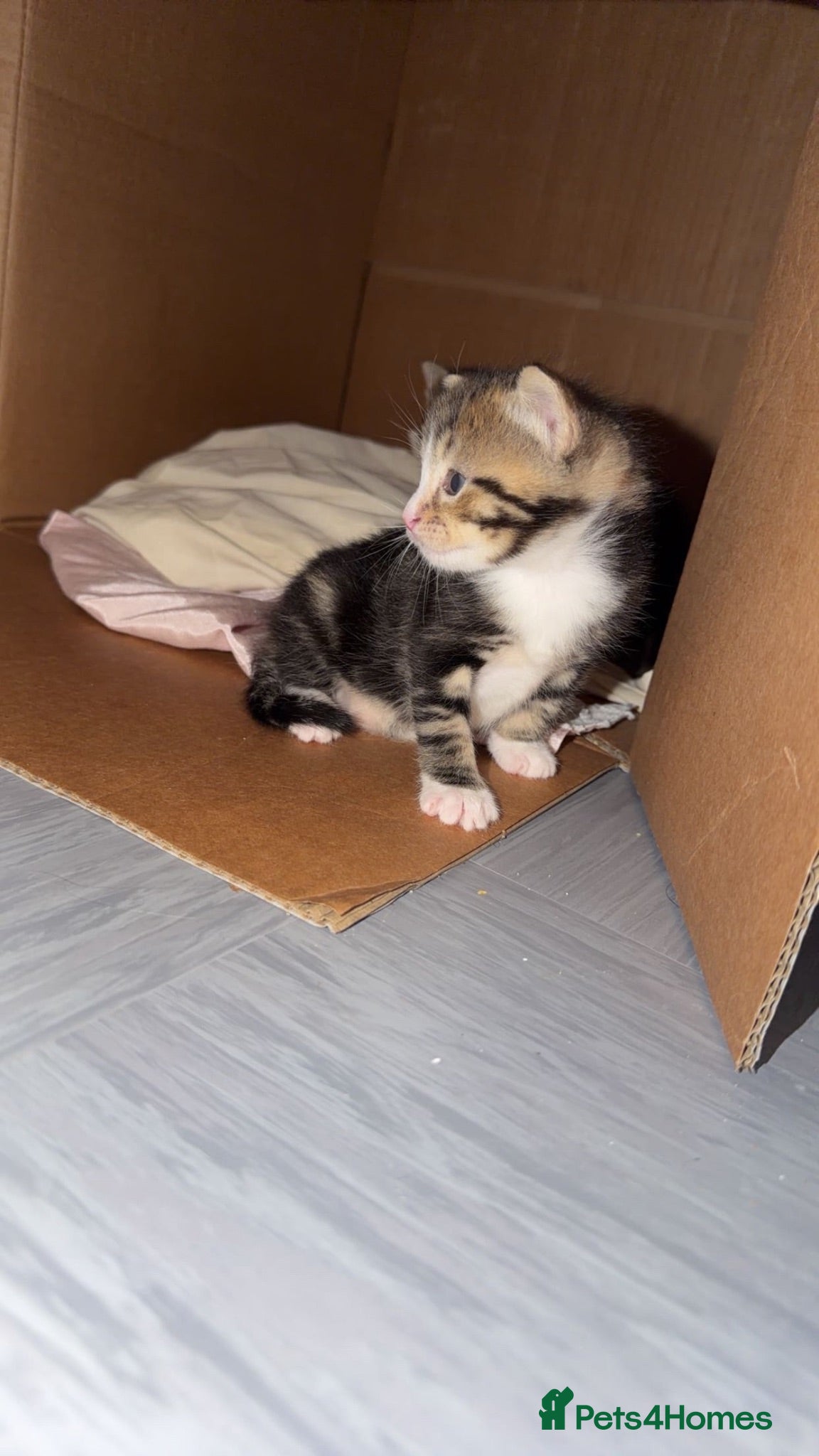 Mixed Breed cats Male kitten  - Advert 1