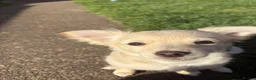 Chihuahua dogs for sale: Long haired golden chihuahua  - Advert 2