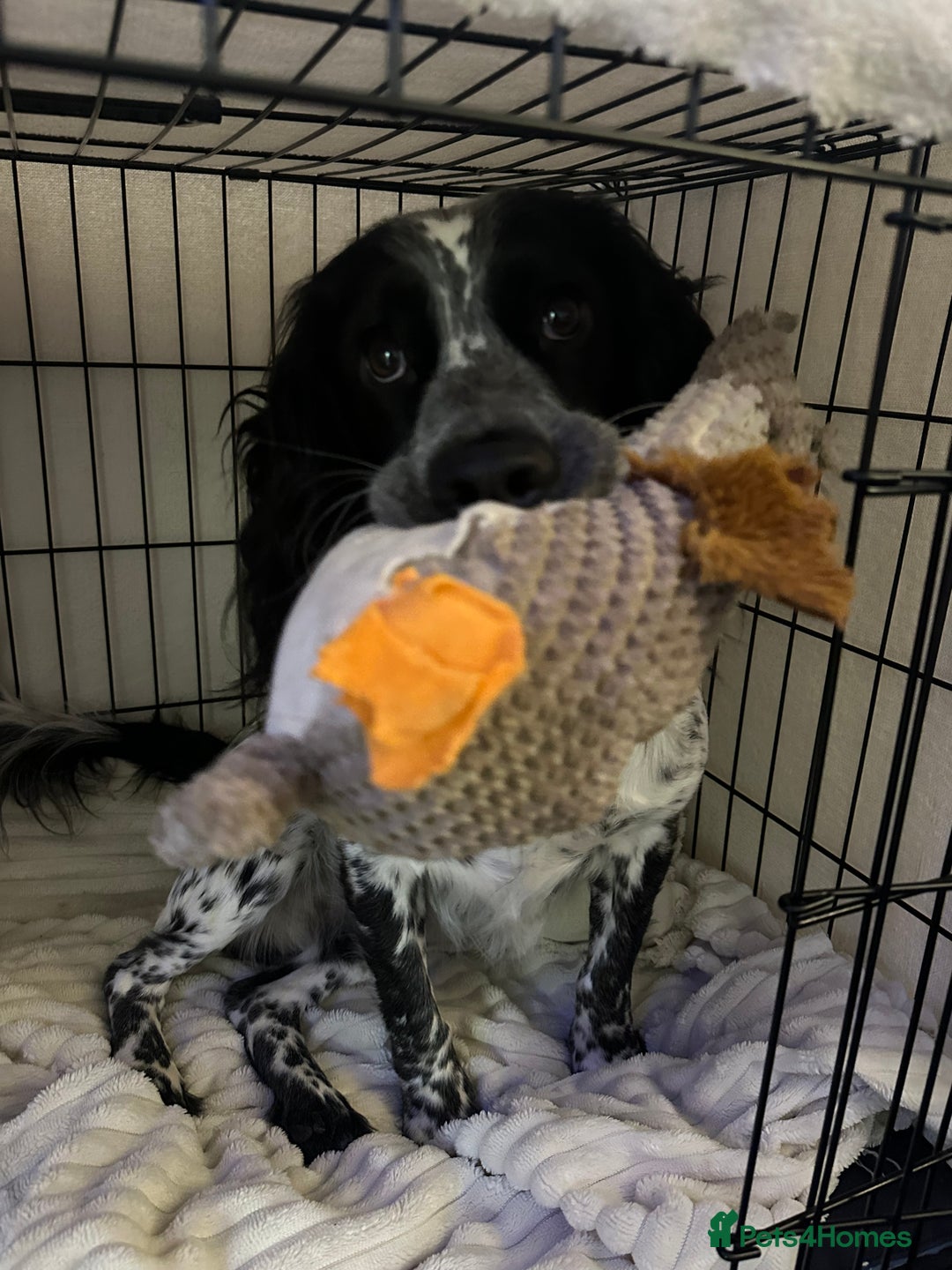 English Springer Spaniel dogs for sale: Male Springer Spaniel, Serious people only!!!!!!  - Image 7