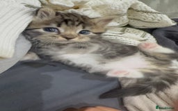 Ragdoll cats for sale: Ragdoll and Russian blue mix - Image 6