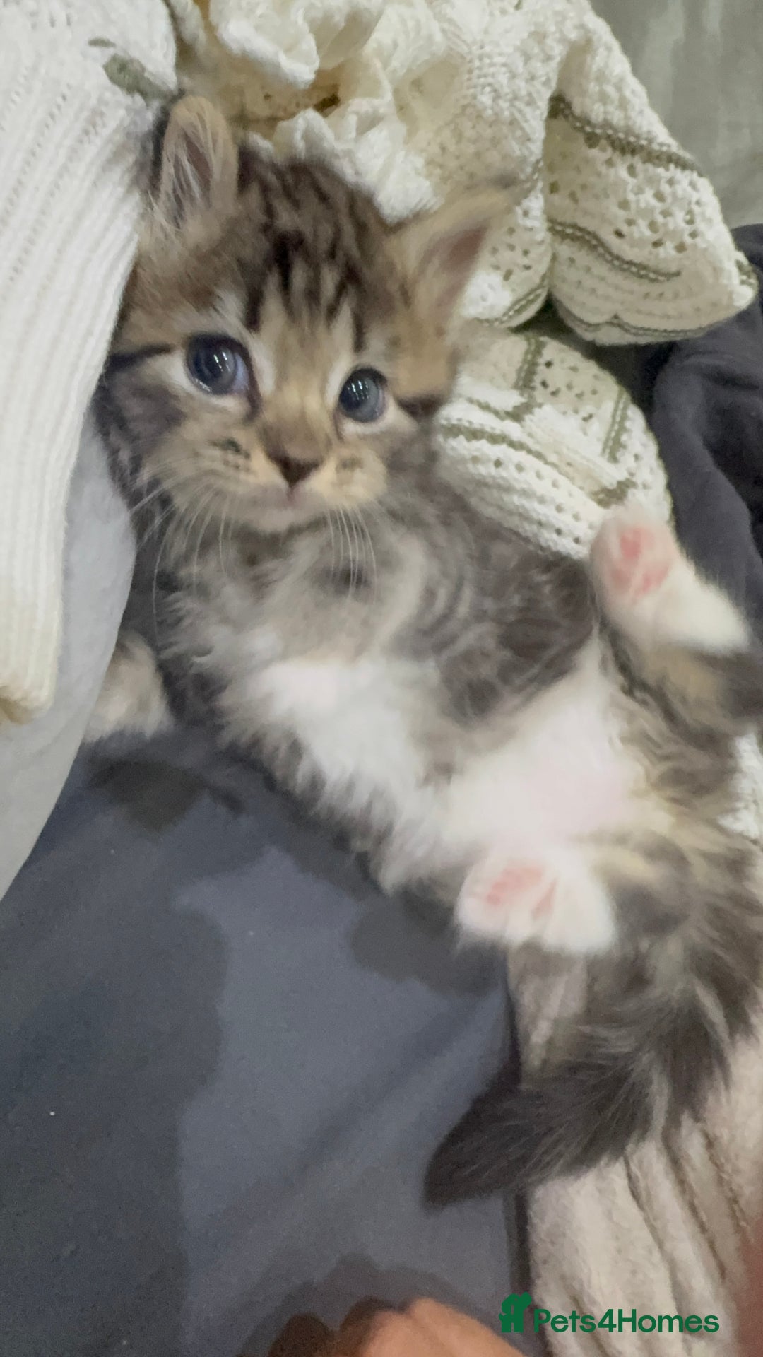 Ragdoll cats for sale: Ragdoll and Russian blue mix - Image 6