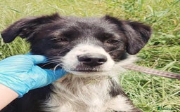 Mixed Breed dogs for adoption: Terrific Trixie - Image 2