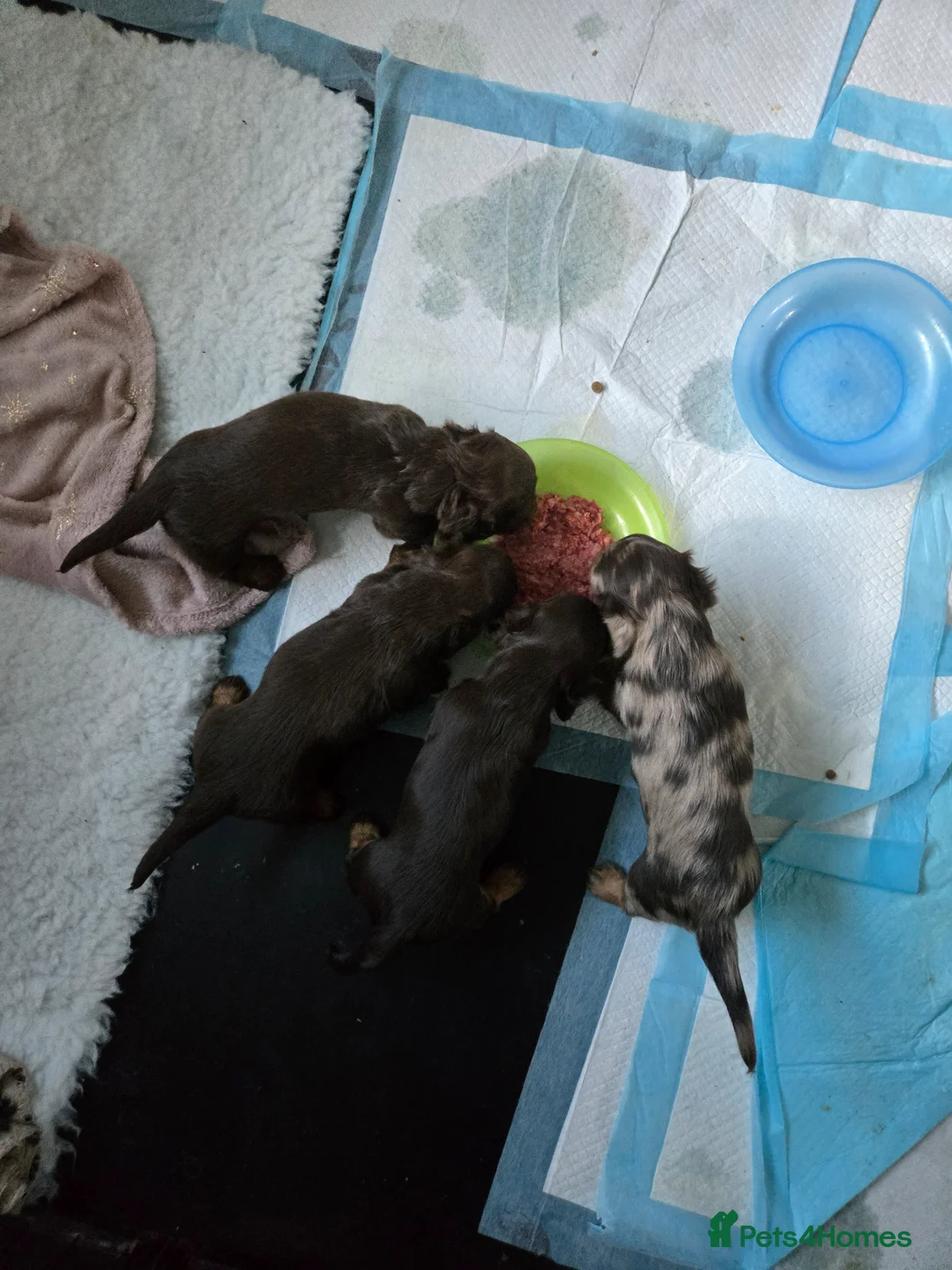 Miniature Dachshund dogs for sale: Longhaired Miniature Dachshund puppies in Sudbury - Advert 2