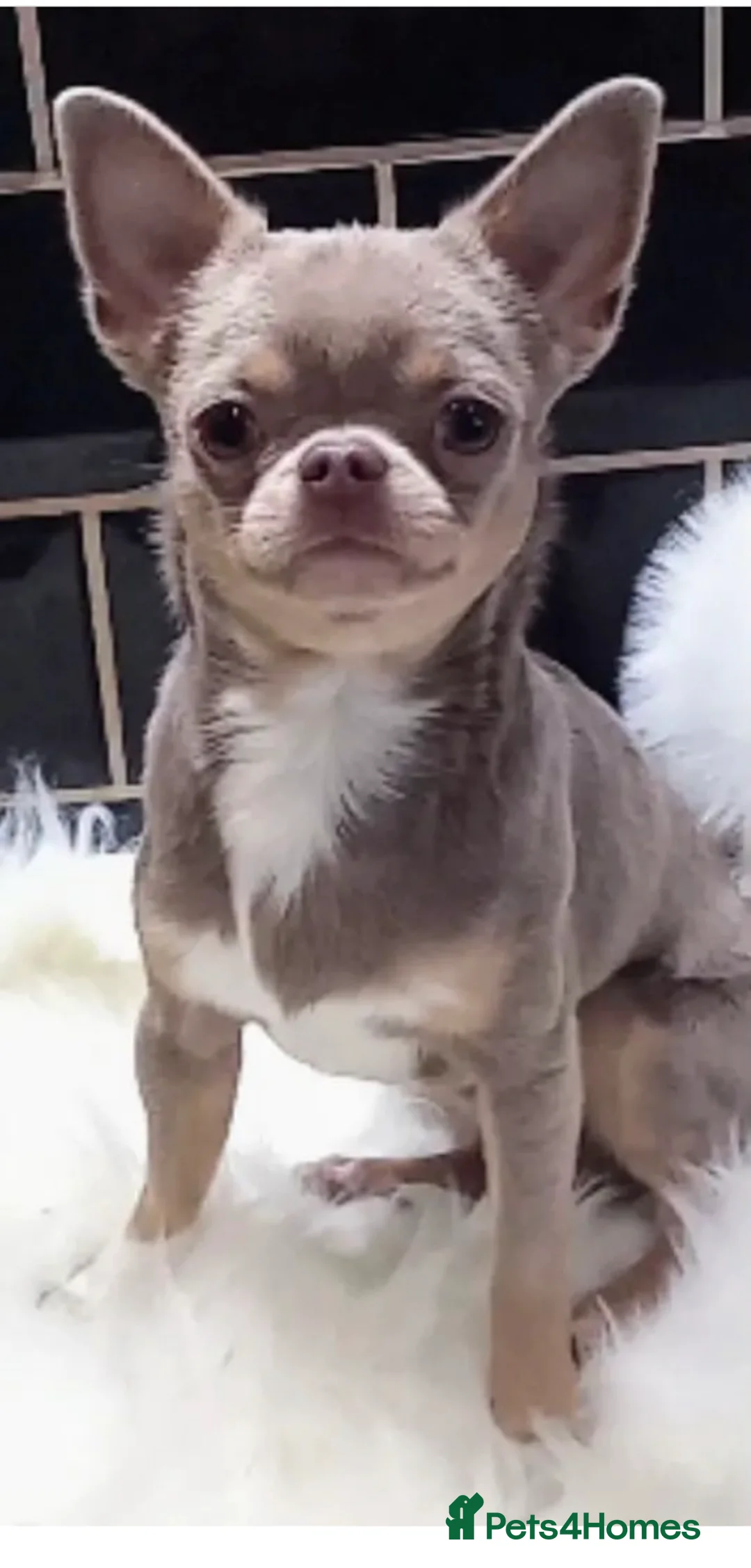 Chihuahua dogs for stud: Proven Stud  in Tamworth - Advert 4