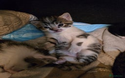 Russian Blue cats for sale: Russian blue =Main coon cross kittens  - Advert 15