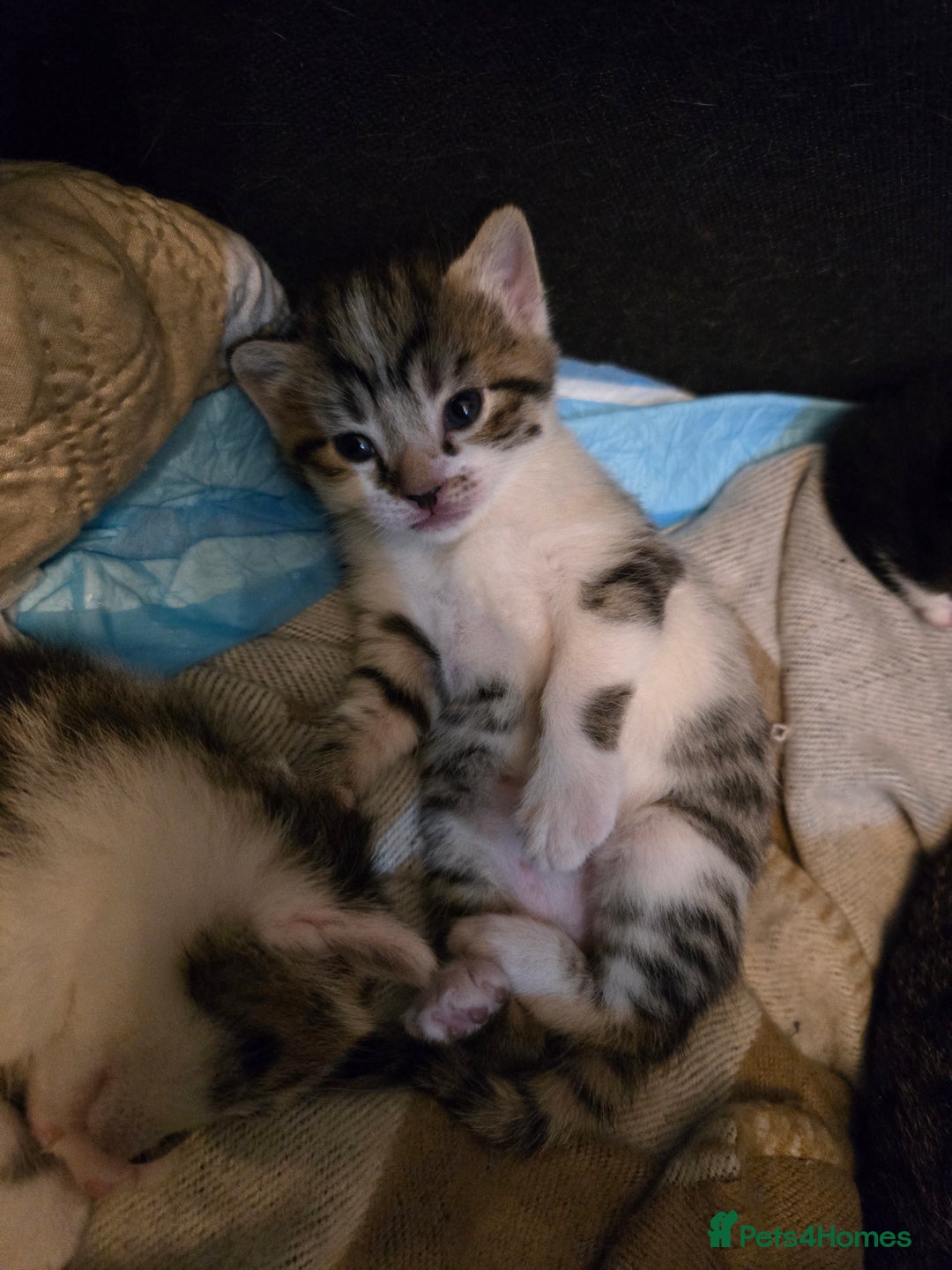 Russian Blue cats for sale: Russian blue =Main coon cross kittens  - Advert 15