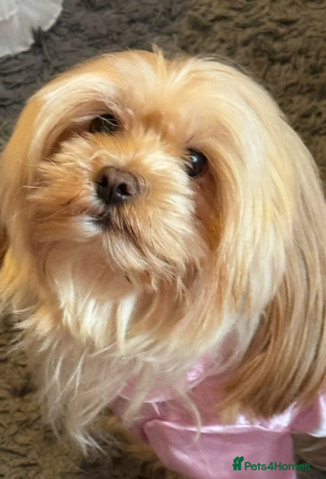 Mixed Breed dogs for sale: STUNNING TOY MALSHIPOO LITTER JUST BORN 22ndFEB - Advert 2