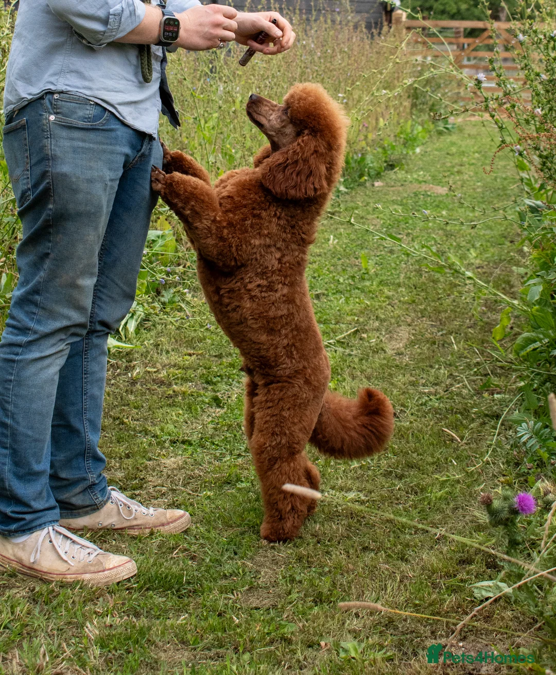 Miniature Poodle dogs for stud: KC Red Miniature Poodle For Stud  - Advert 5