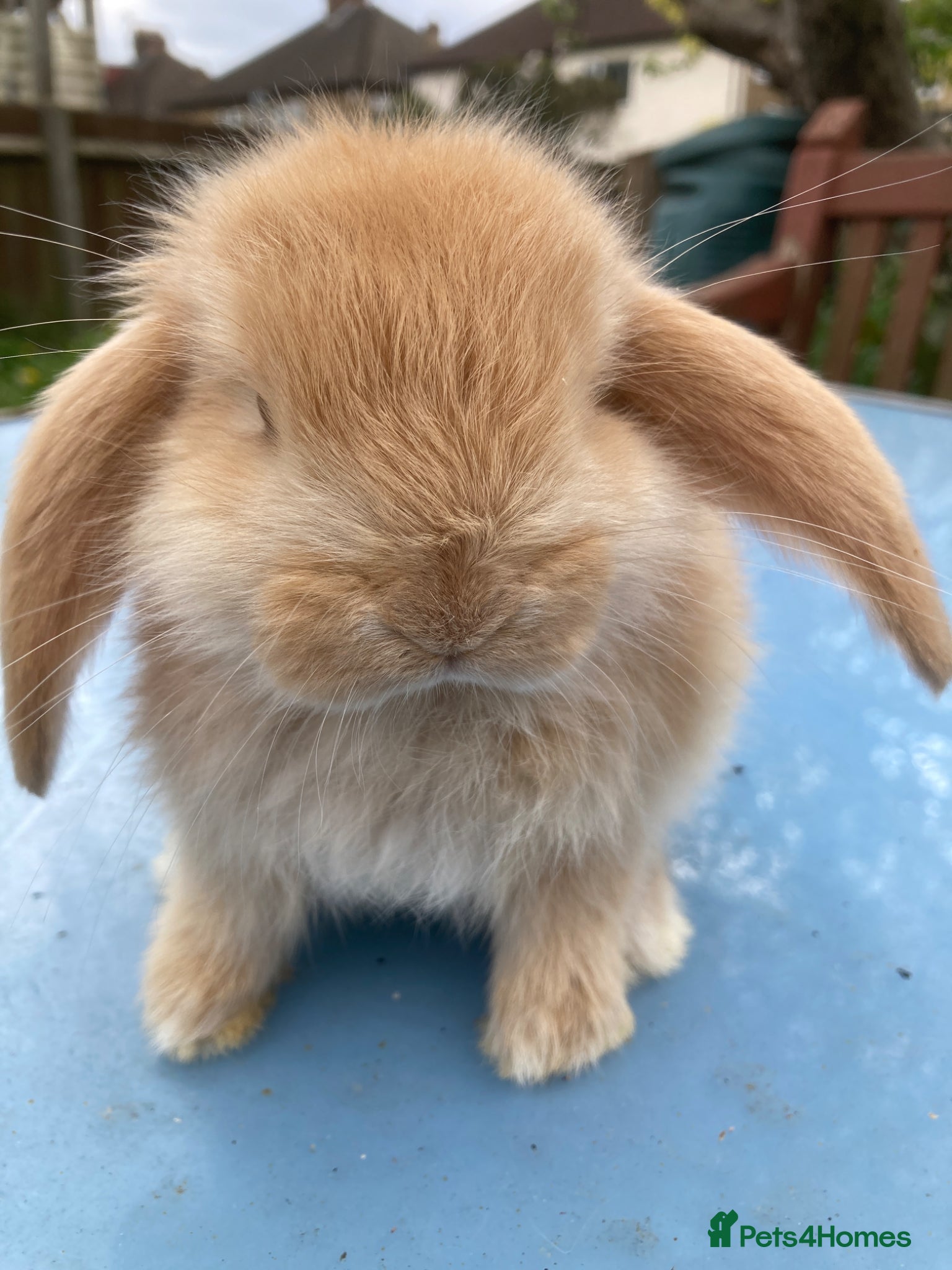 French Lop rabbits French Lop Bunnies in London - Advert 13