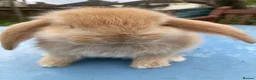 French Lop rabbits for sale: French Lop Bunnies in London - Advert 1
