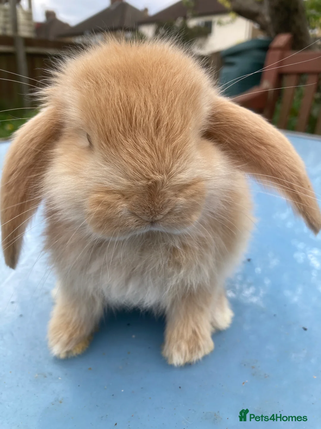 French Lop rabbits for sale: French Lop Bunnies in London - Advert 1
