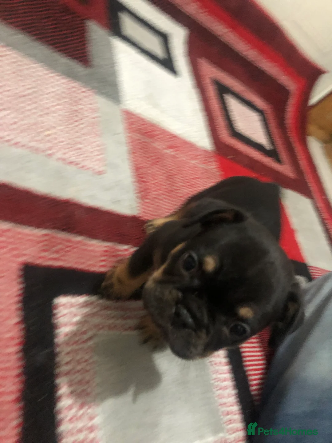 French Bulldog dogs for sale: 2x French bulldogs pups MALE  - Advert 4