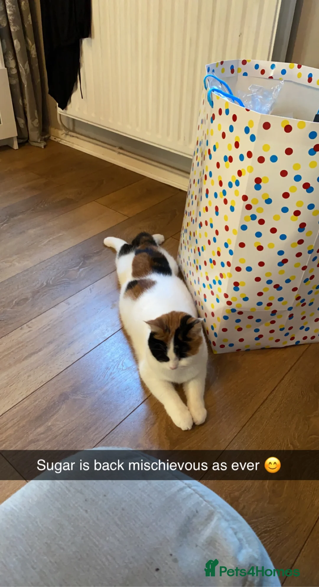 Mixed Breed cats for sale: Beautiful female cat  - Advert 4