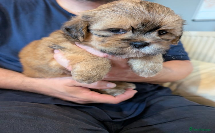 Shorkie dogs - Advert 1