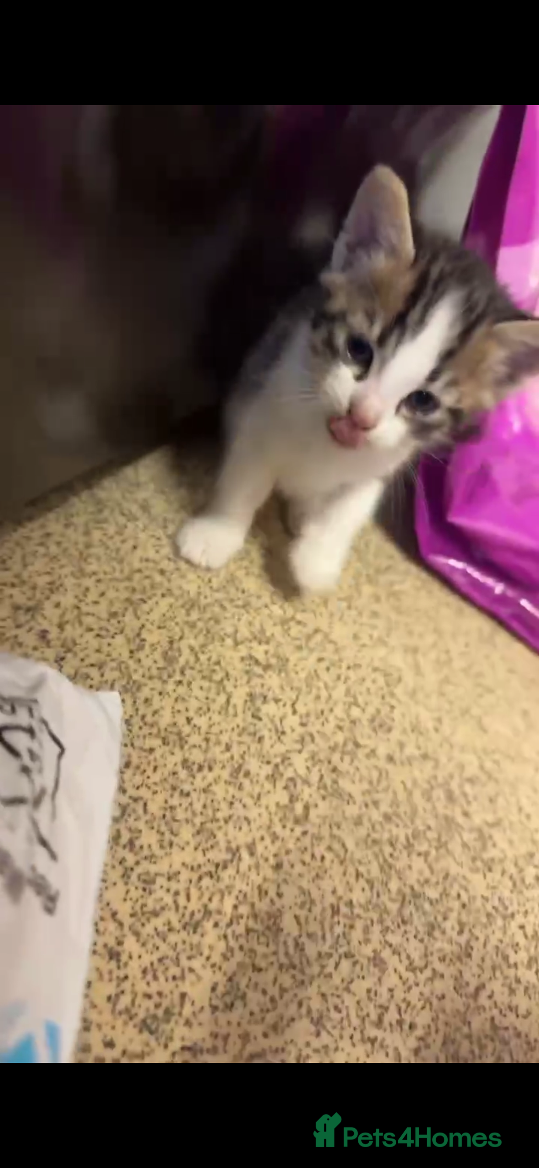 Mixed Breed cats for sale: Beautiful boy kitten ready for new home - Image 3