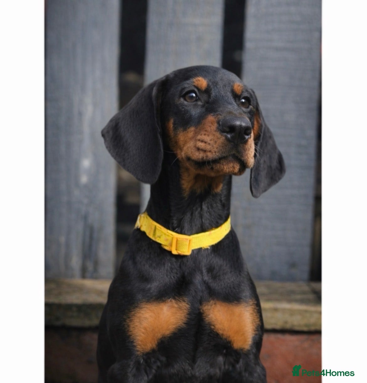 Dobermann dogs ✨ Last KC Registered Doberman Girl - Champ Lines  - Advert 4