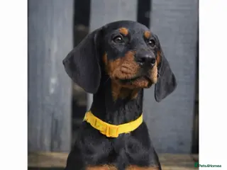 Dobermann dogs ✨ Last KC Registered Doberman Girl - Champ Lines - Advert 4