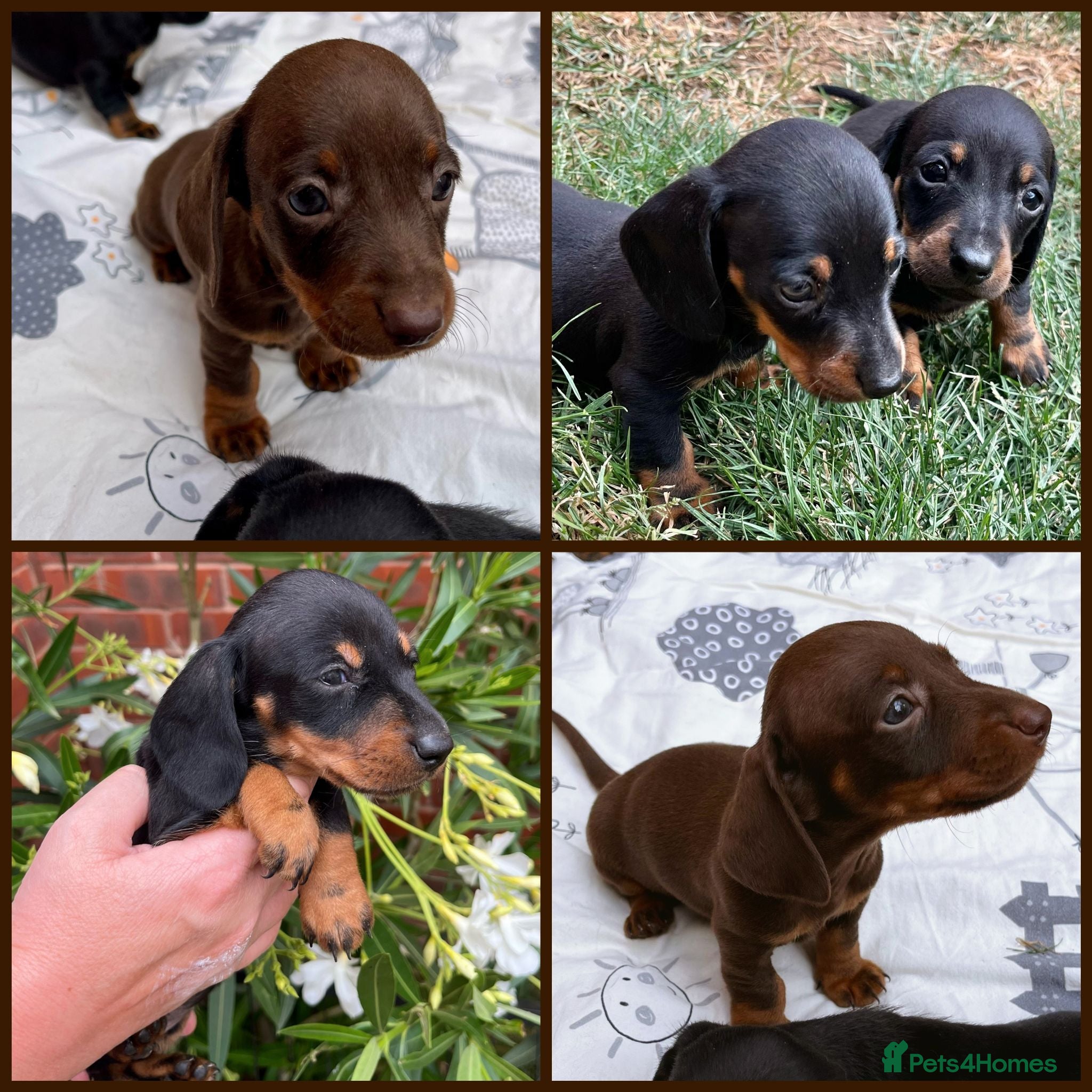 Miniature Dachshund dogs 4 Miniature Dachshund Puppies - Advert 1