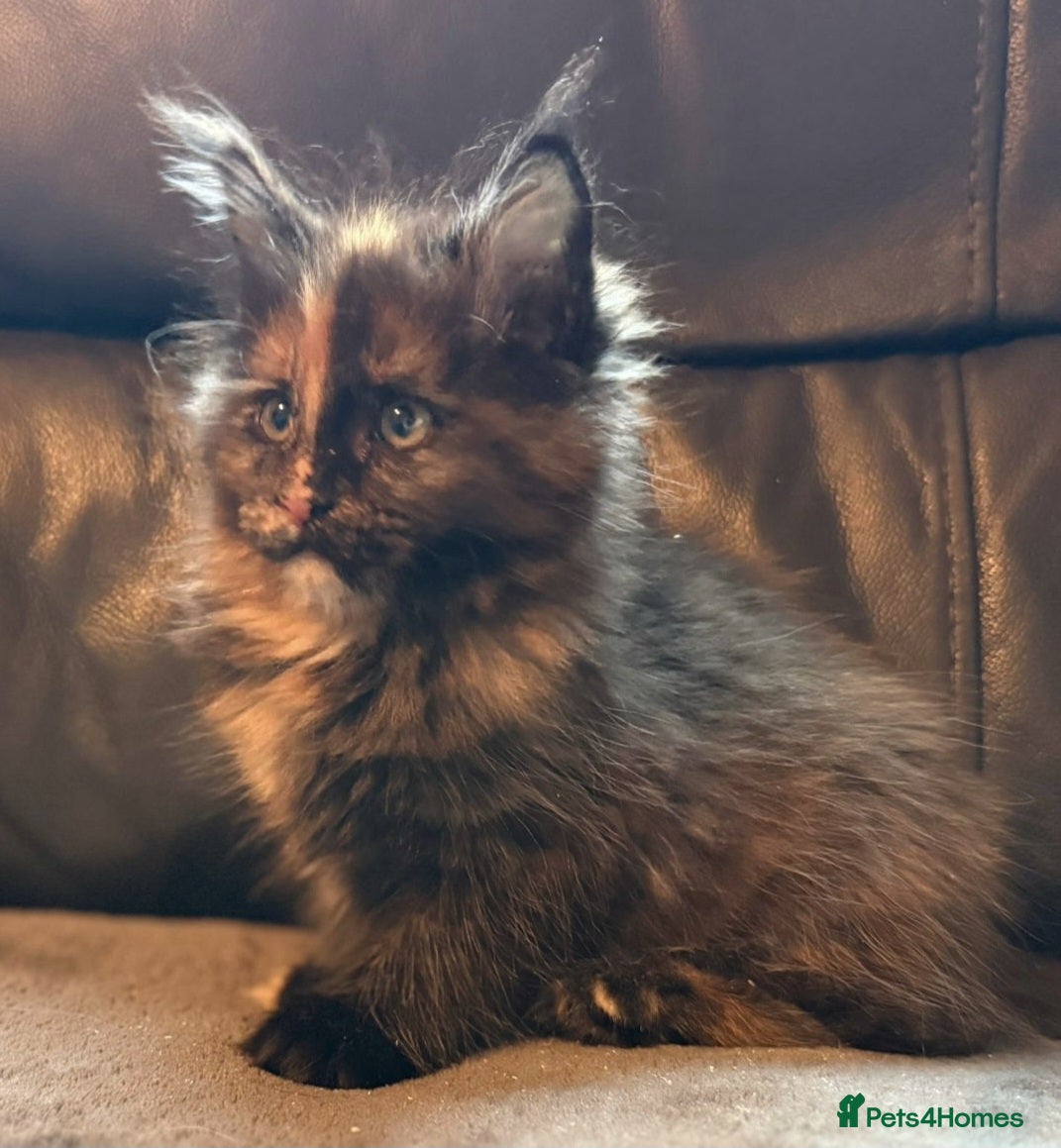 Maine Coon cats Gorgeous TICA reg Maine coon kittens - Advert 5
