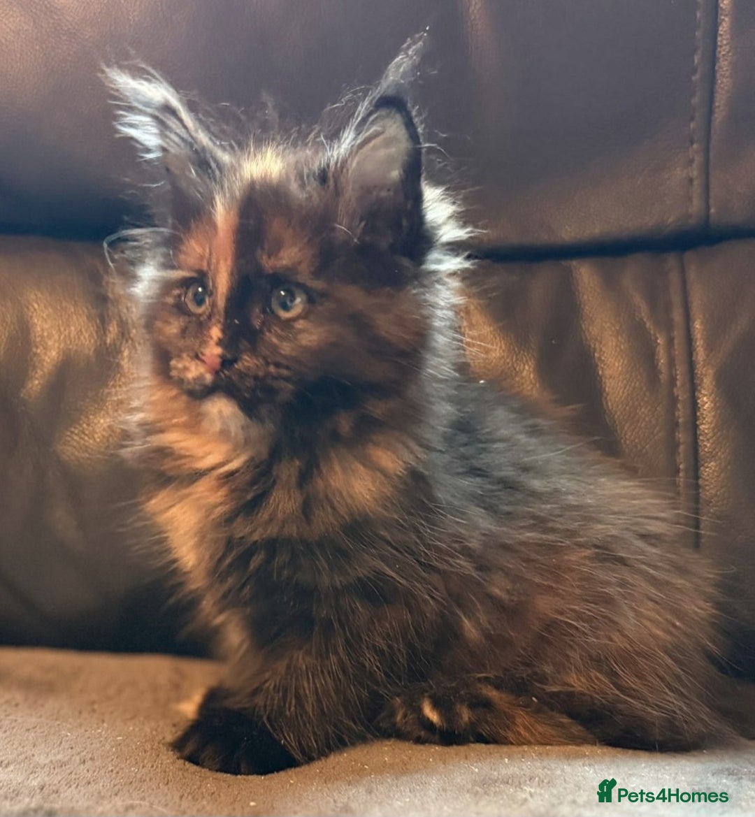 Maine Coon cats for sale: Cuddly TICA reg Maine coons Ready Now! - Advert 9