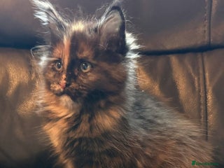 Maine Coon cats Gorgeous TICA reg Maine coon kittens - Advert 1