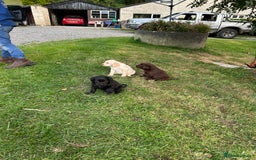 Springador dogs for sale: Springador Puppies - Image 2