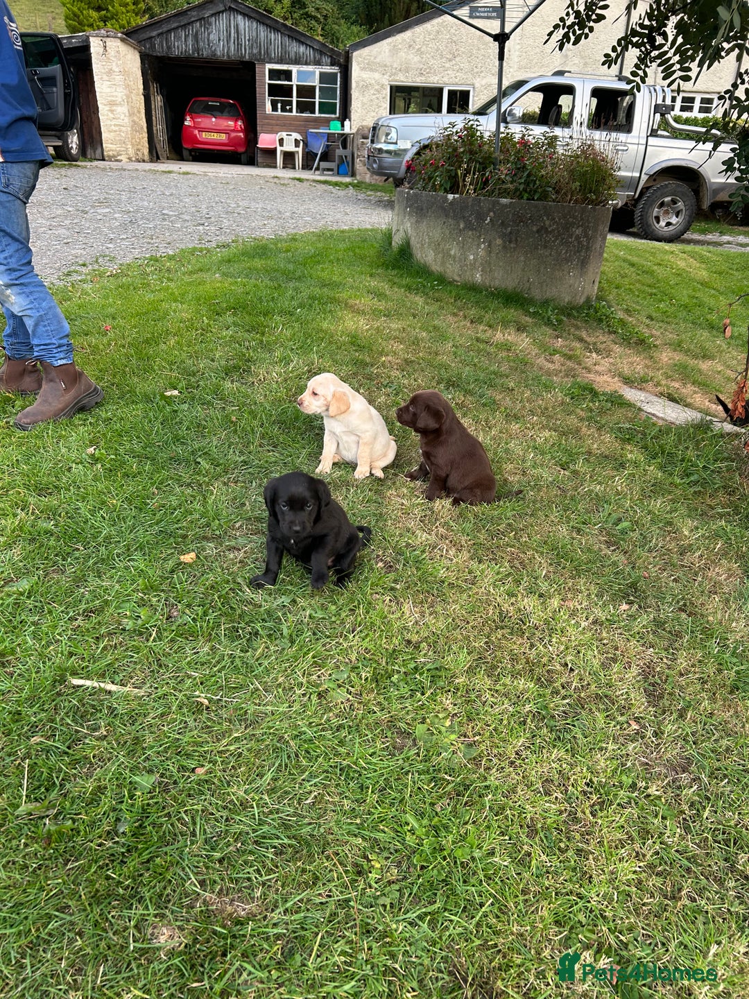 Springador dogs for sale: Springador Puppies - Image 2
