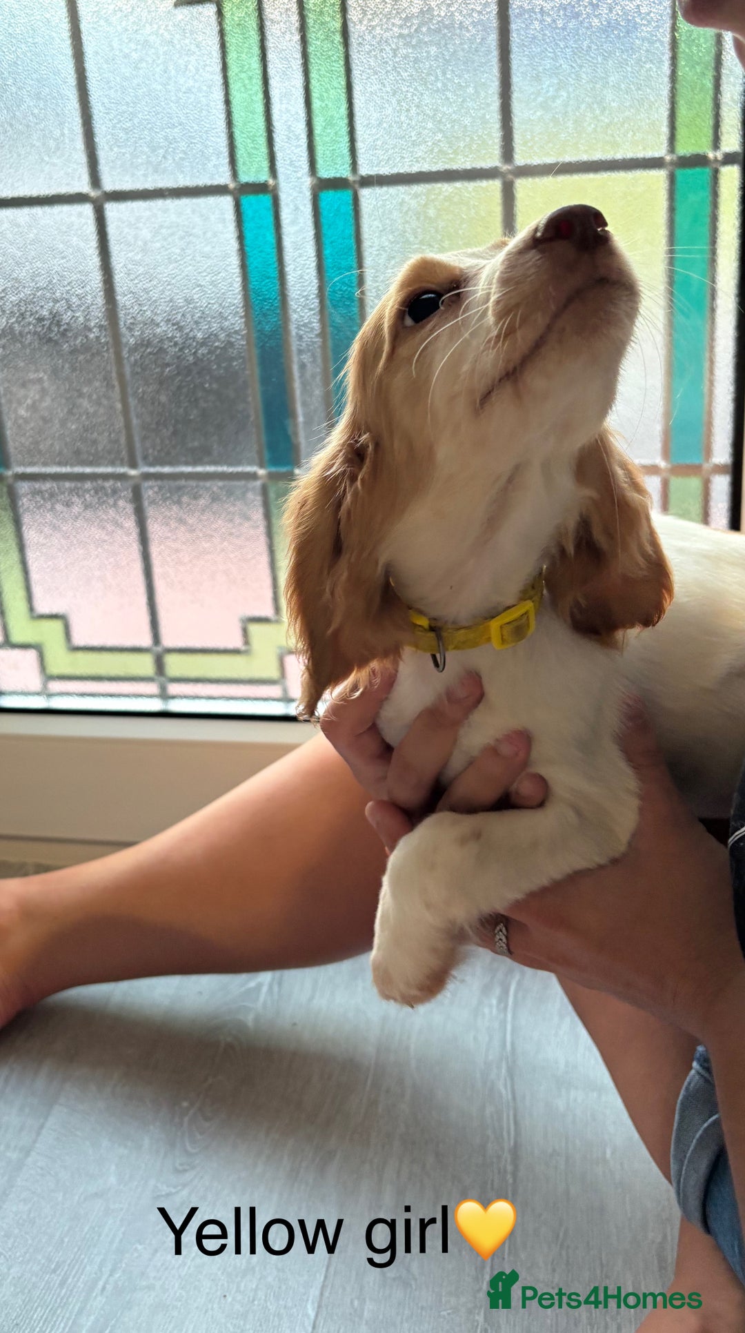 Cocker Spaniel dogs for sale: (2 left) Working cocker Spaniels - Image 5