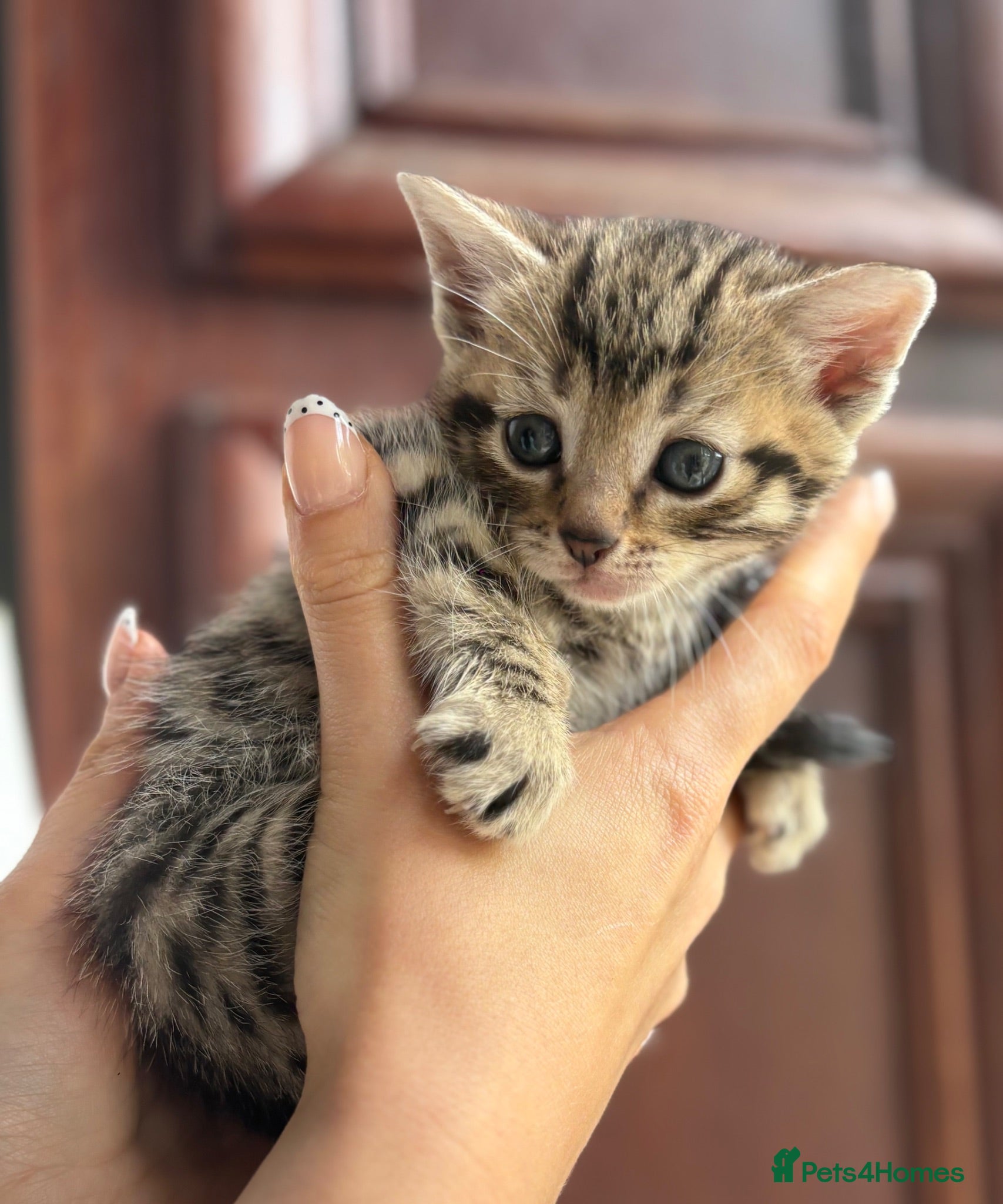 Mixed Breed cats Mixed Breed Gorgeous Kittens For Sale! - Advert 1