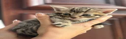 Mixed Breed cats for sale: Mixed Breed Gorgeous Kittens For Sale! - Advert 1
