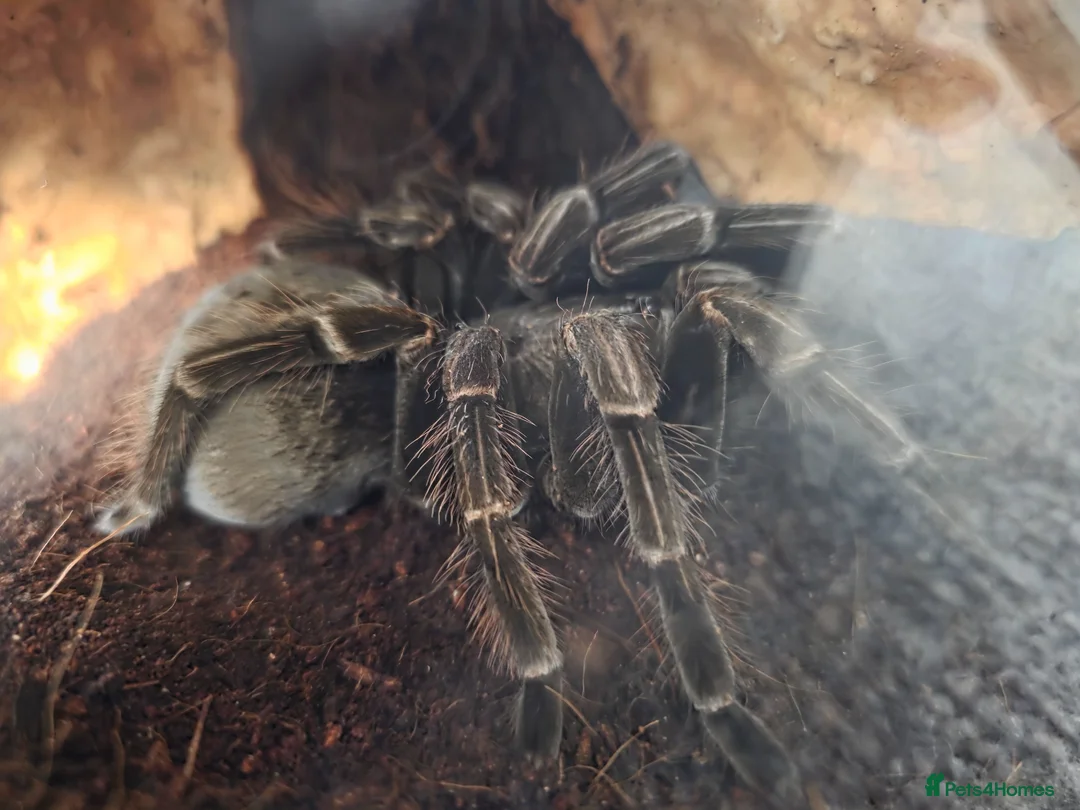 Tarantulas invertebrates for sale: Adult Females Phormictopus & Pamphobeteus - Advert 1
