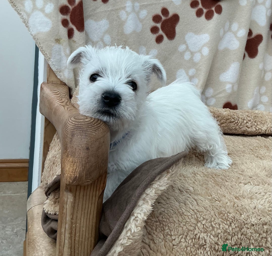 West Highland Terrier dogs for sale: 1 WESTiE BOY AVAILABLE!! - Image 16