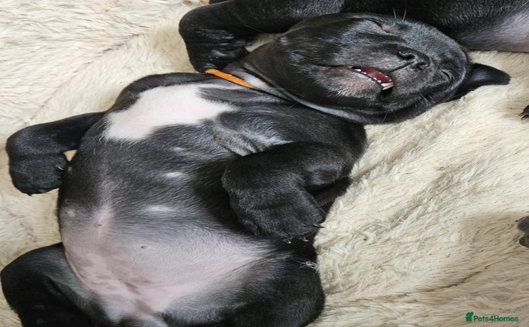 Staffordshire Bull Terrier dogs - Advert 7