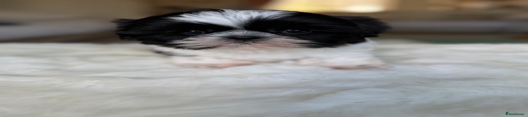 Shih Tzu Puppy 4