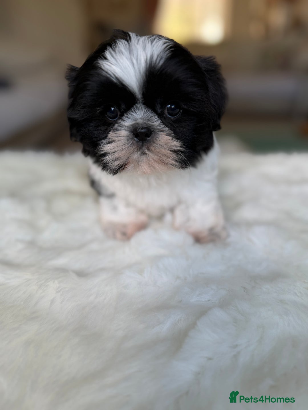 Shih Tzu dogs for sale: AMERICAN IMPERIAL SHIH TZU PUPPIES - Image 16