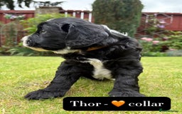 Mixed Breed dogs for sale: Tibetan Terrier x cockerpoo  - Image 4